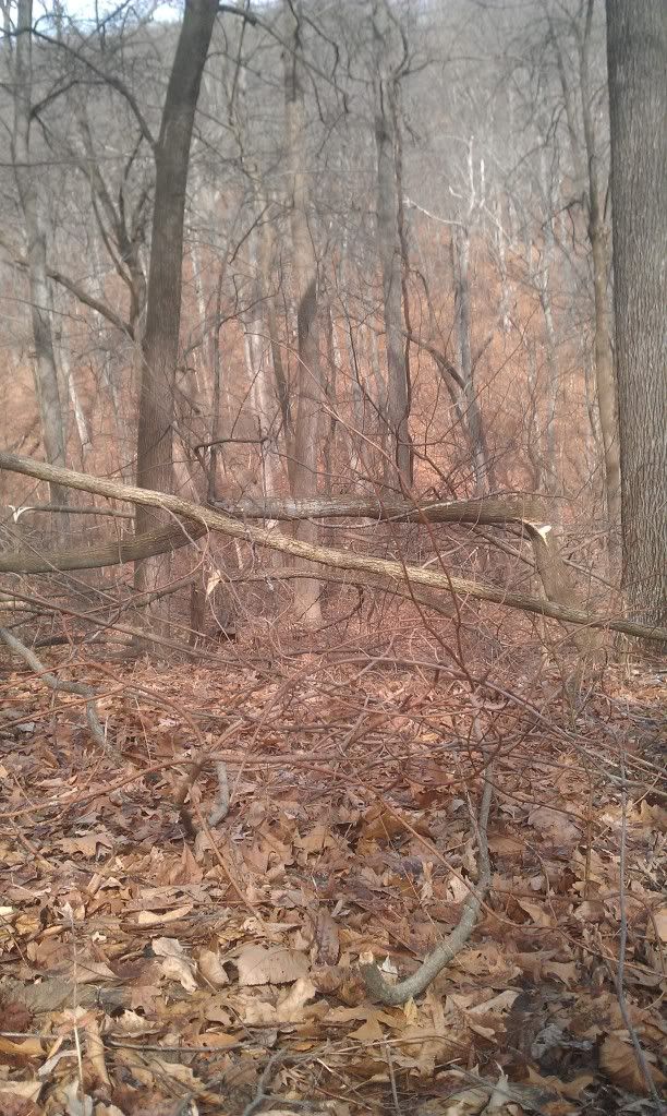 Creating deer bedding areas